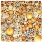 Псилоцибиновые (галлюциногенные)  грибы Psilocybin "Golden Teacher" в Красноуральске