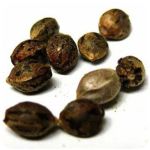 Семена марихуаны АК-47  (Seeds AK-47) в Красноуральске